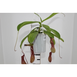CARNIVORA NEPENTHES ALATA P13