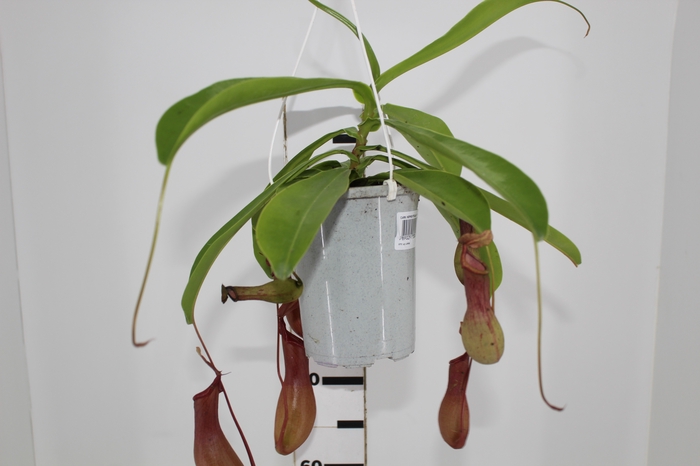 CARNIVORA NEPENTHES ALATA P13