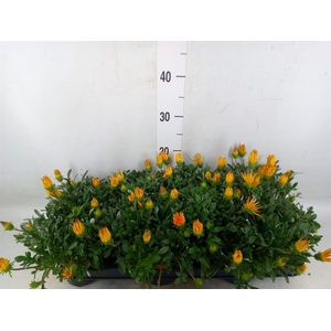 Gazania splen. 'Gelbe Jupiter'