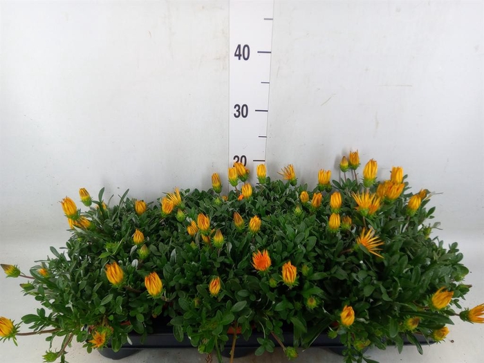<h4>Gazania splen. 'Gelbe Jupiter'</h4>