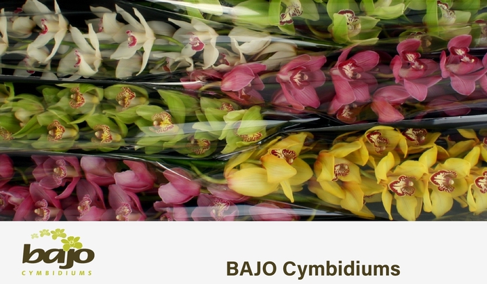 <h4>CYMB T GEM</h4>