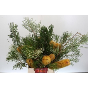 Banksia Collina