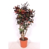 Codiaeum Mammi