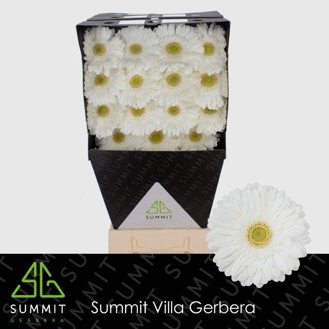 <h4>GE GR SKYDANCE</h4>