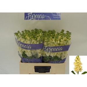 MATTH MATHILD YELLOW