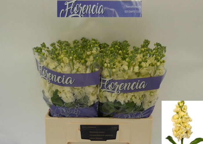 <h4>MATTH MATHILD YELLOW</h4>