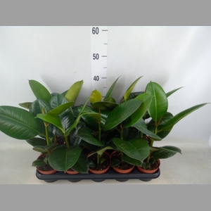 Ficus elastica 'Robusta'