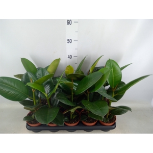 Ficus elastica 'Robusta'