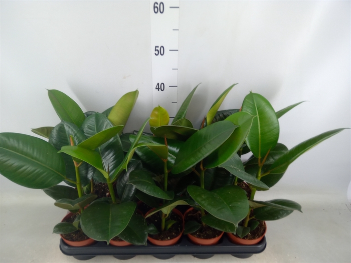 <h4>Ficus elastica 'Robusta'</h4>