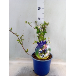 Vaccinium corymbos.