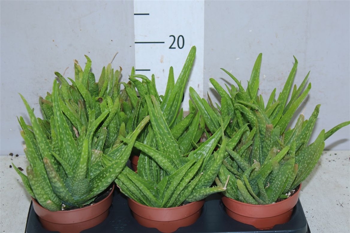 <h4>Aloe Vera Clump</h4>