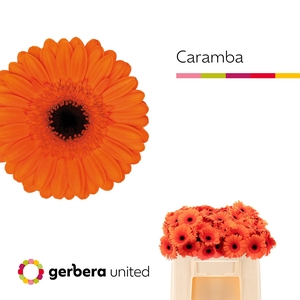 Germini Caramba Water/Hoes x80