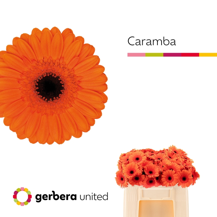 <h4>GE MI CARAMBA</h4>