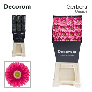 Gerbera Unique Diamond