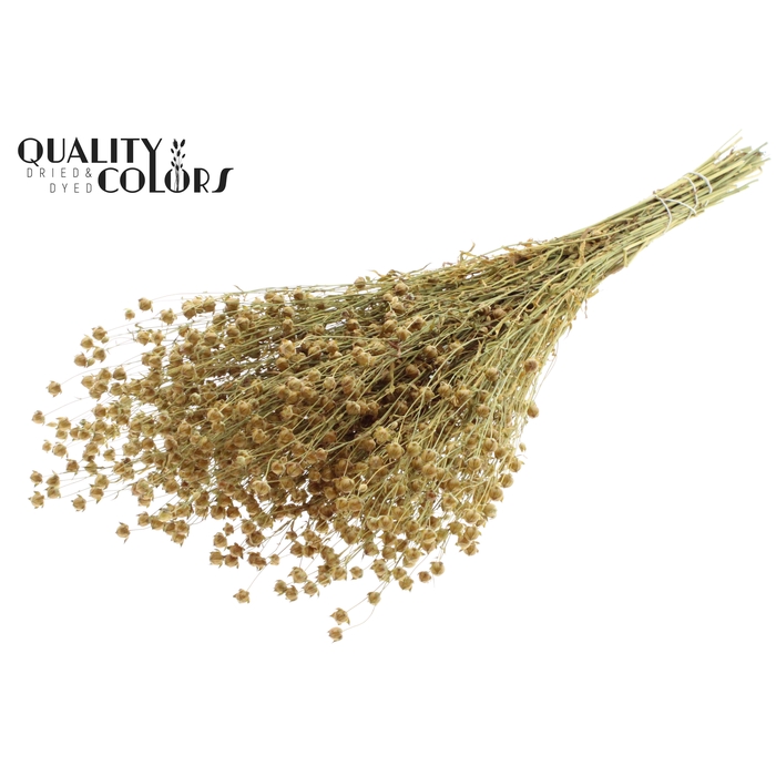 <h4>Lino Vlas p/bunch in poly Natural</h4>