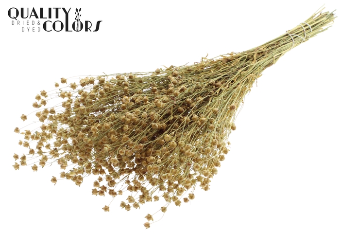 Lino Vlas p/bunch in poly Natural