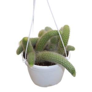 Hildewinteria Colademoninis