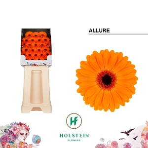 Germini Allure Diamond
