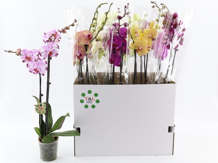 <h4>PHAL GEM 8 KL</h4>