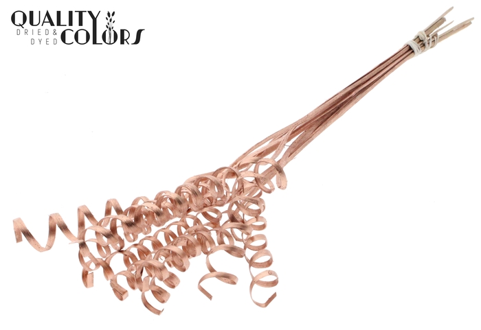 Cane Spring on stem Copper