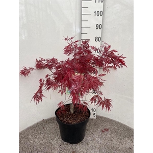 Acer palmatum 'Garnet'