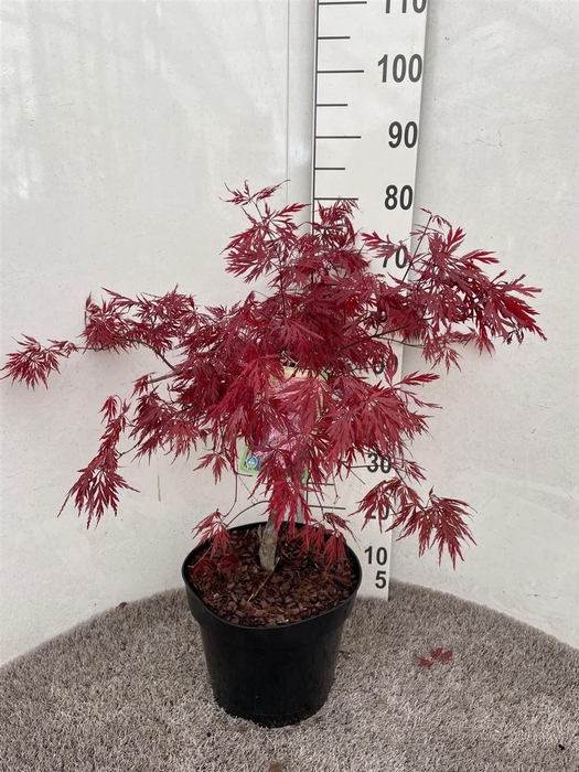 <h4>Acer palmatum 'Garnet'</h4>