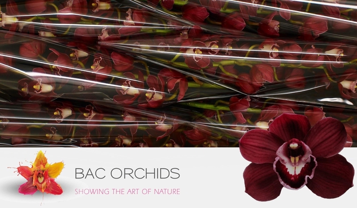 <h4>CYMB T RISTO</h4>