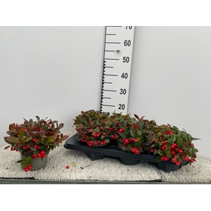GAULTH PROCUMBENS