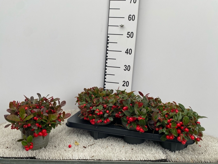 <h4>GAULTH PROCUMBENS</h4>
