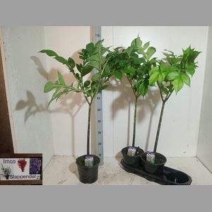 AMORPHOPHALLUS KONJA