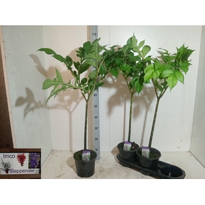 AMORPHOPHALLUS KONJA