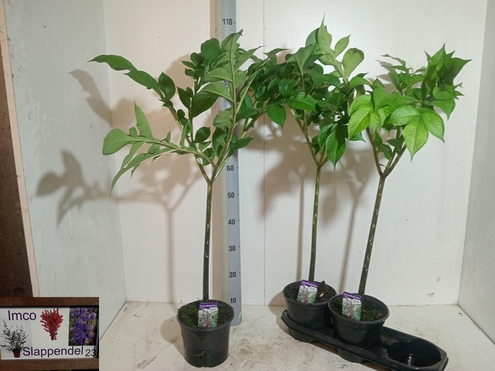<h4>AMORPHOPHALLUS KONJA</h4>