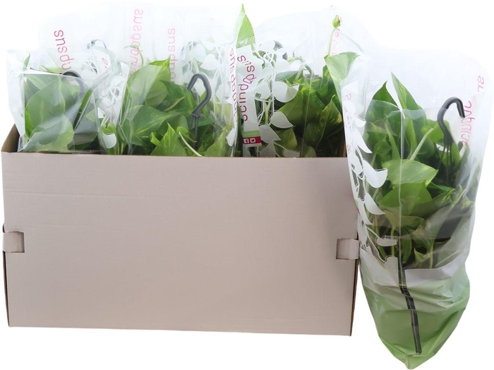 <h4>Epipr Hicolor Hang</h4>