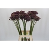 Allium Cherry