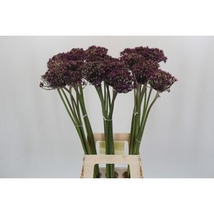 Allium Cherry