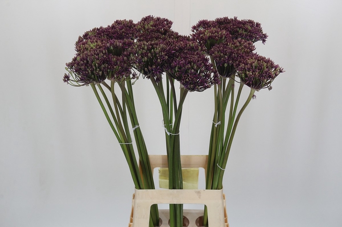 <h4>Allium Cherry</h4>