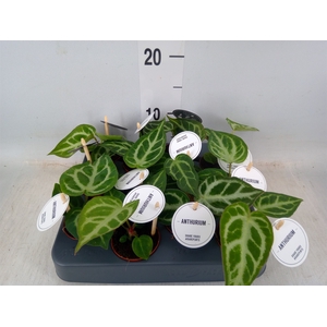 Anthurium   ...