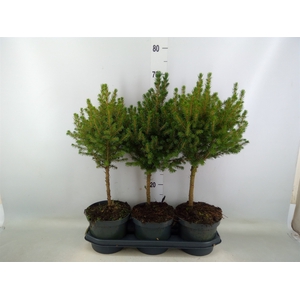 Picea glauca 'Conica'