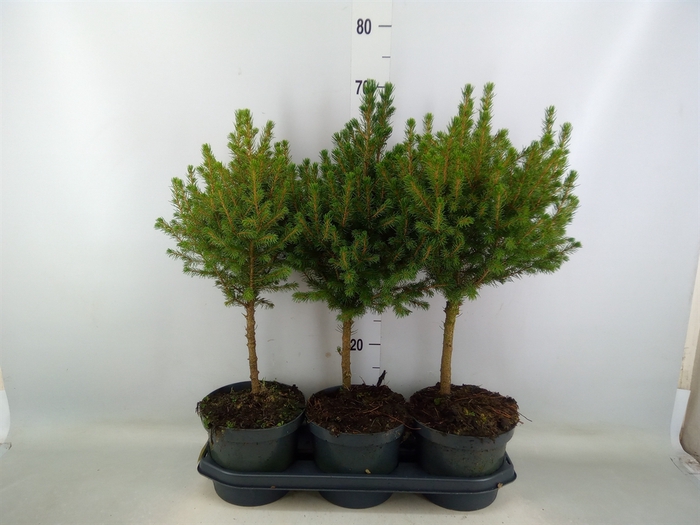 <h4>Picea glauca 'Conica'</h4>