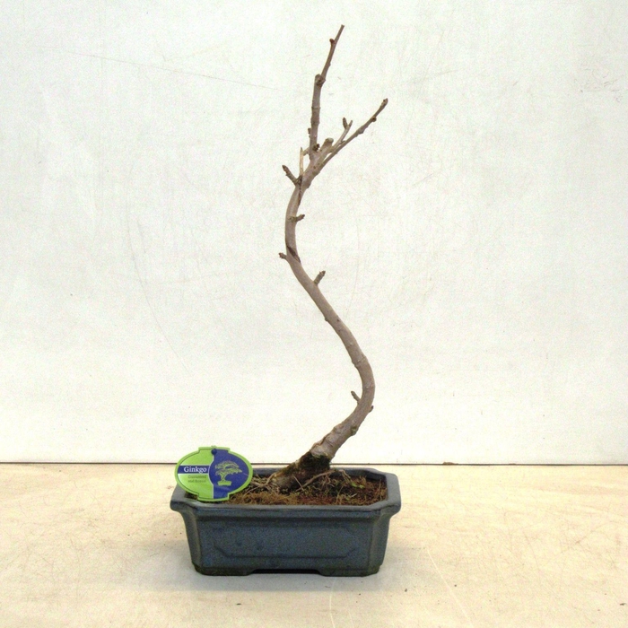 <h4>ginkgo biloba shape</h4>