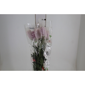 ANASTASIA ROSY 080 CM PINK