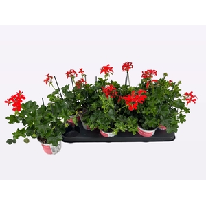 PEL PELT BALKON ROOD