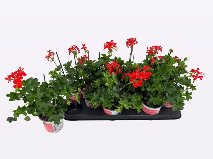 <h4>PEL PELT BALKON ROOD</h4>