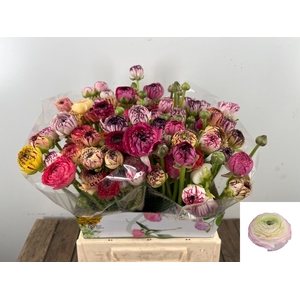 RAN ANDREA CAPPUCCIN