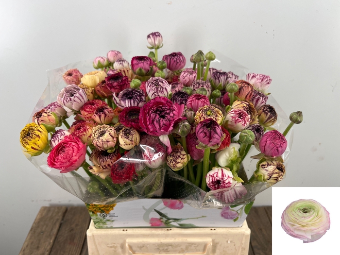 <h4>RAN ANDREA CAPPUCCIN</h4>