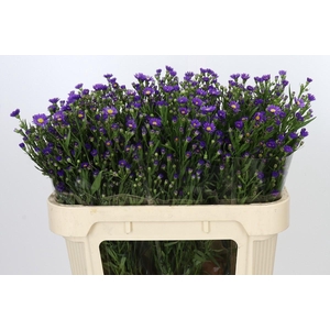 Aster Casamare