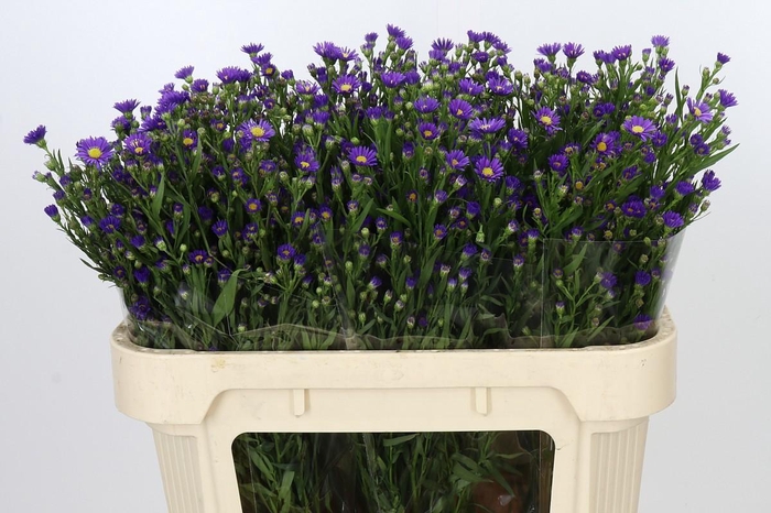 <h4>Aster Casamare</h4>