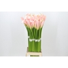 Zantedeschia Eydolls Salmon