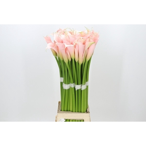 Zantedeschia Eydolls Salmon