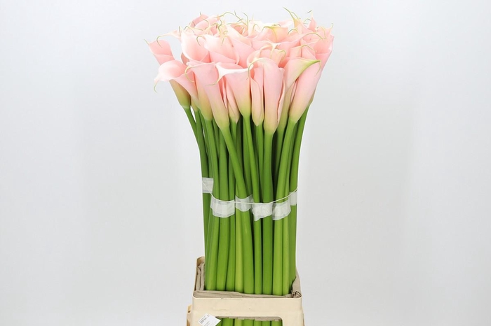 Zantedeschia Eydolls Salmon